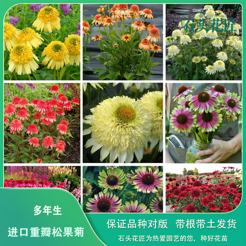 石头花匠   新品 进口重瓣松果菊4个品种 耐寒耐热多年生宿根植物