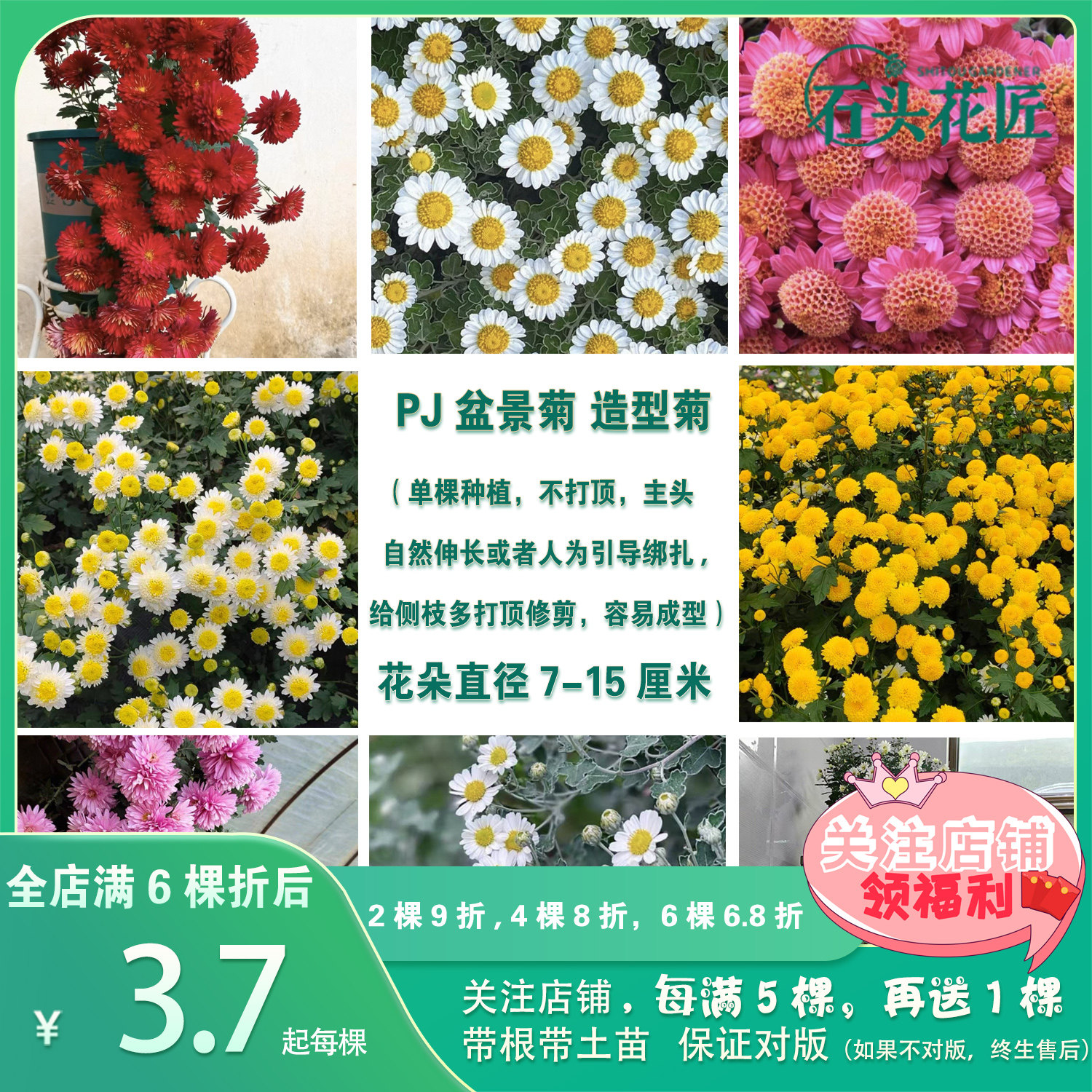 石头花匠 盆景菊花苗 9个品种 足摺野路菊多年生室内阳台盆栽地栽,鲜花速递/花卉仿真/绿植园艺,时令草本花卉,淘宝优惠券,粉丝福利购,淘宝优惠卷