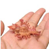 高贵千手天然贝壳海螺粉色标本螺鱼缸水族造景摆件寄居蟹替换壳