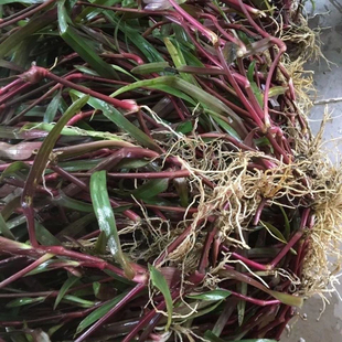 小叶痰火草紫叶化核草广东猫爪草红骨化核草细叶痰火草红骨化核草