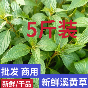 溪黄草新鲜批发 商用益肝茶5斤装面熊胆草血风黄汁草护肝溪沟草