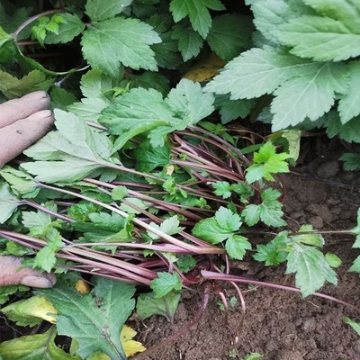 红艾菜新鲜红艾女人艾经期艾红艾草红脚艾白苞蒿潮汕真珠花菜