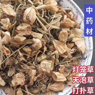 天泡草干货灯笼草打卜草潮汕灯笼草天泡子菇凉姑娘草灯笼泡中药材