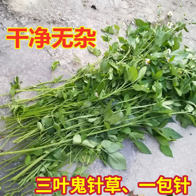 三叶鬼针草一包针新鲜粘人草虾钳草金盏银盘泡茶洗澡草药归真草