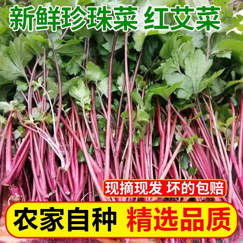 红艾草新鲜鸭脚艾食用珍珠菜煮鸡蛋姨妈菜潮汕真珠花菜现摘白花蒿