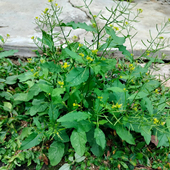 野油菜新鲜干货塘葛菜蔊菜江剪刀草野葛菜潮汕绿豆草中药材假菜仔