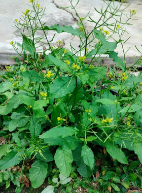 野油菜新鲜干货塘葛菜蔊菜江剪刀草野葛菜潮汕绿豆草中药材假菜仔