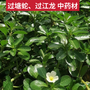 新鲜过塘蛇 现采潮汕过江龙 过沟龙 过塘蛇草生鲜中草药过江藤