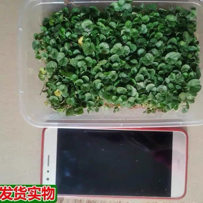 小叶金钱草苗新鲜马蹄金苗中药材鱼前草溶石草阳台盆栽潮汕鱼脐草