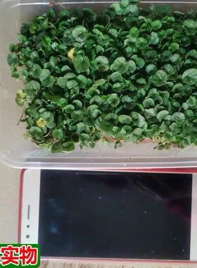 小叶金钱草苗新鲜马蹄金苗中药材鱼前草溶石草阳台盆栽潮汕鱼脐草