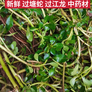 过塘蛇新鲜水龙 现采潮汕过江龙过沟龙水龙 过塘蛇草中药材过江藤