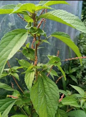 铁苋菜新鲜血布袋棵海蚌含珠 血见愁叶里藏珠 潮汕鸟踏麻中药材