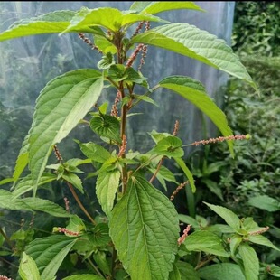 铁苋菜新鲜血布袋棵海蚌含珠 血见愁叶里藏珠 潮汕鸟踏麻中药材