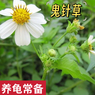 绿水（养龟常备）新鲜鬼针草乌龟饲养腐皮烂甲白眼病预防乌龟躲避