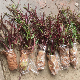 紫叶痰火草种植苗红骨化核草苗围夹草广东紫猫爪草中药材