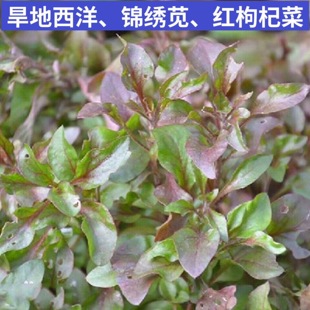 锦绣苋新鲜红西洋 红木耳菜 锦绣苋 台湾枸杞菜 旱地西洋菜中药材