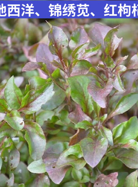 锦绣苋新鲜红西洋 红木耳菜 锦绣苋 台湾枸杞菜 旱地西洋菜中药材