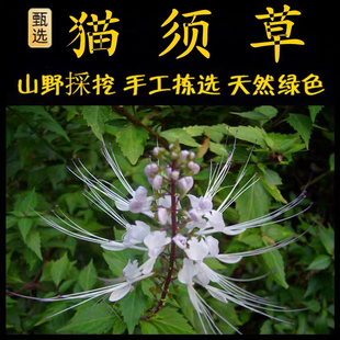 猫须草正品新鲜肾精茶 猫须草化石草肾茶猫须公 潮汕猫秋草干货