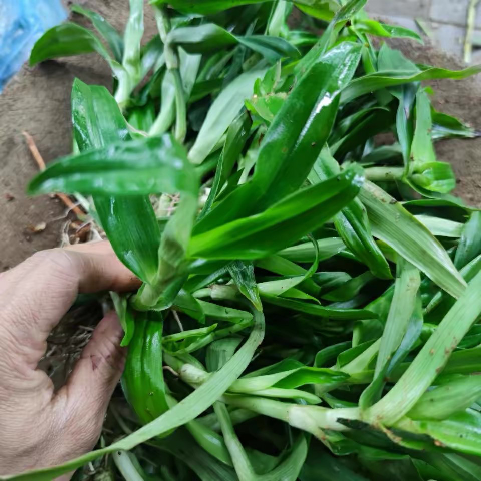痰火草新鲜狮子草化核草广东猫爪草玻璃草猪牙草大苞水竹叶中草药