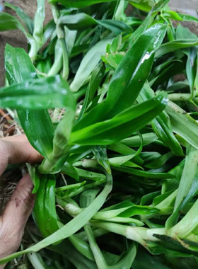 痰火草新鲜狮子草化核草广东猫爪草玻璃草猪牙草大苞水竹叶中草药