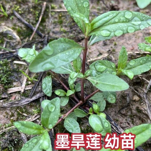 墨旱莲苗 正宗旱莲草苗 新采种苗黑墨草野葵花水旱莲中药材苗易活