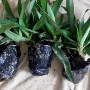 痰火草苗 大苞水竹叶 围夹草青竹壳菜 青鸭跖草 潮汕白兰种植苗