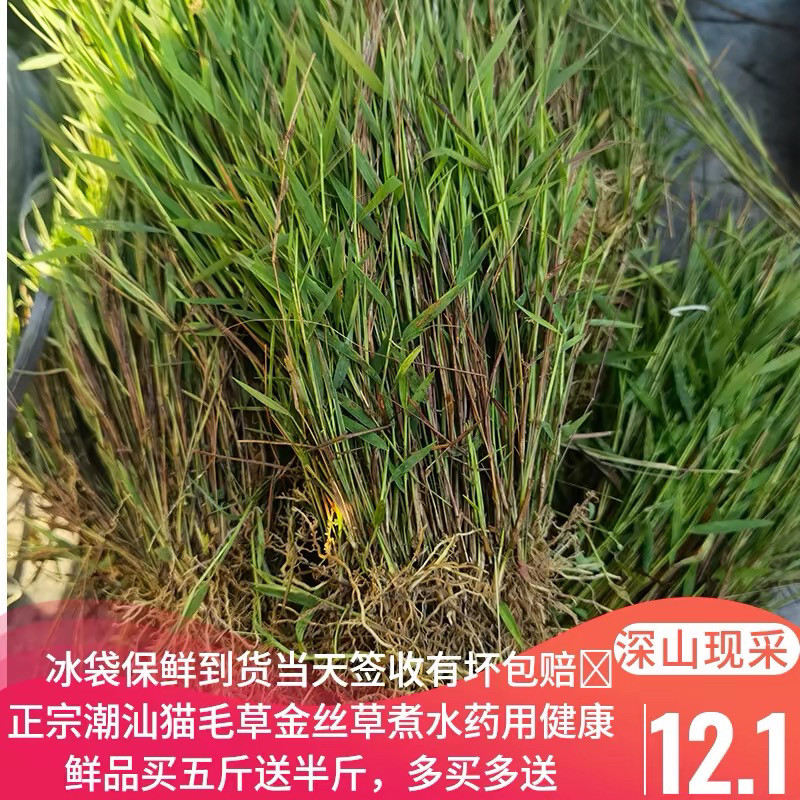 潮汕猫毛草新鲜金丝草新鲜黄毛草现采猫仔草墙头竹笔仔草干货包邮