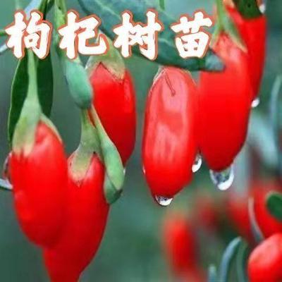 枸杞苗枸杞树苗当年结果宁夏枸杞盆地栽南北方种植阳台庭院红枸杞