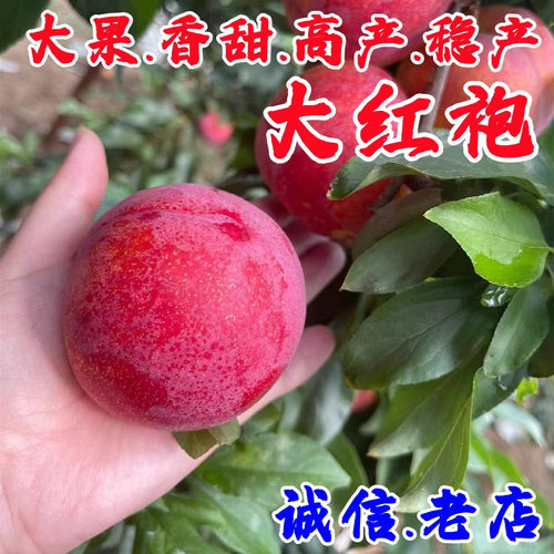 新品种李子苗大红袍李子树苗嫁接果树苗南北方种植盆地栽当年结果