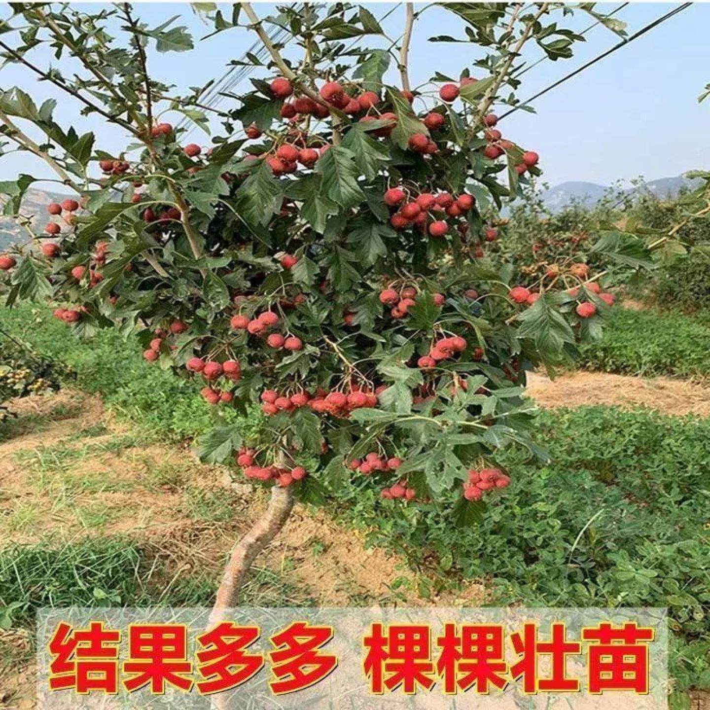 大金星山楂苗嫁接抗寒南方北方种植盆栽地栽大金星大五棱山楂树苗