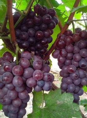 新品种正宗大粒滕王葡萄一亩地两棵爬藤王葡萄树苗