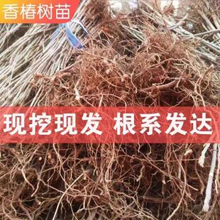 绿油香椿苗食用南北方种植抗寒盆栽地栽好吃红油香椿绿油香椿树苗