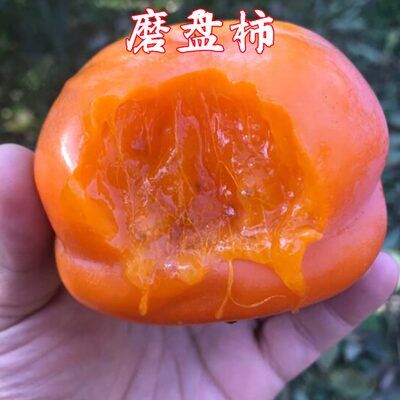 新品种果树柿子树苗特大磨盘火晶柿子水果树苗嫁接苗 南北方种植