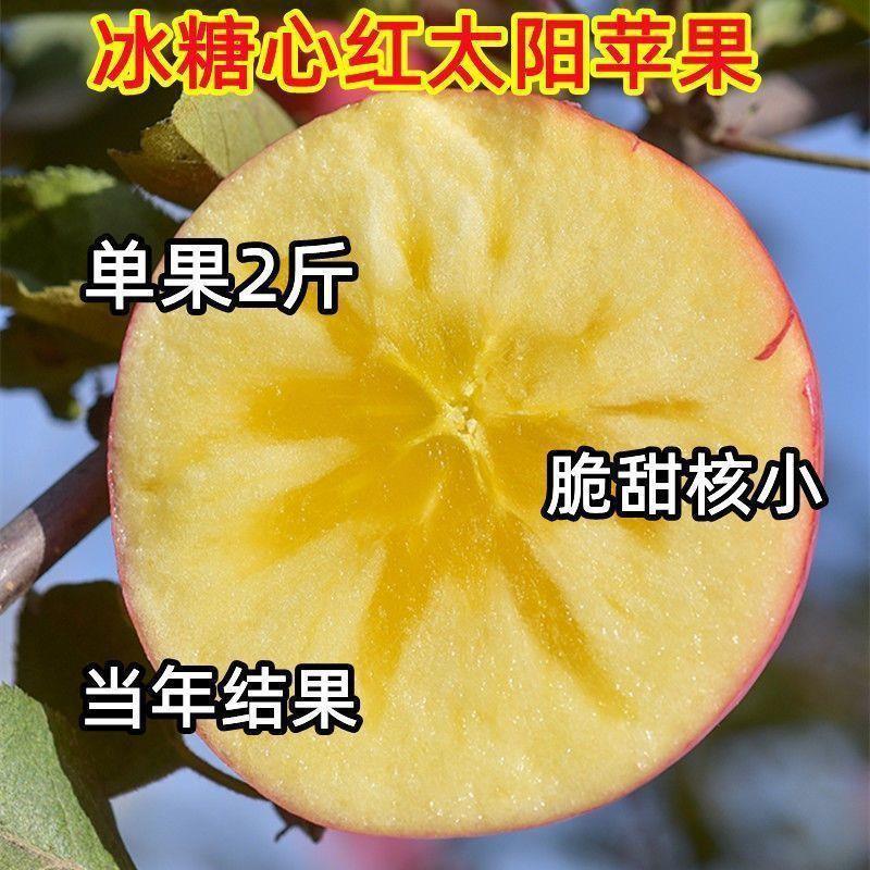 特大苹果树苗嫁接无籽新品种苹果苗盆栽地栽南方北方种植当年结果
