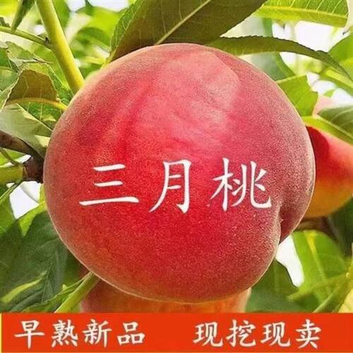 嫁接特早熟脆甜蜜桃树苗爆满结果