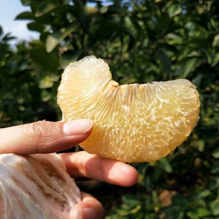 台州玉环文旦柚苗嫁接柚子苗文旦柚子树苗庭院地栽盆栽果树苗图片