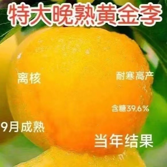 正宗巨蜜冬雪李子苗嫁接脱骨李子树苗耐寒耐旱南北方种植当年结果