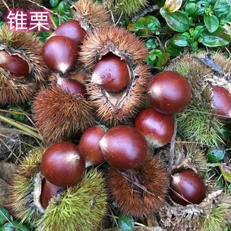 锥栗苗南北方庭院地栽种植特大板栗树果苗盆栽嫁接果树苗当年结果