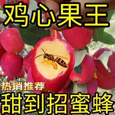 东北鸡心苹果树苗地栽耐寒锦绣海棠沙果树南北方种植当年结果正宗