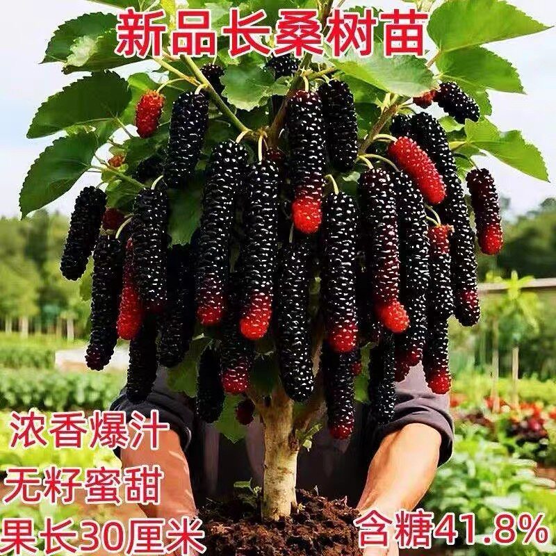 台湾四季长果桑葚苗 桑树苗当年结果十大桑果苗树 南北方果树果苗