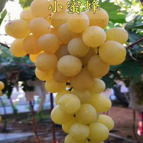 小蜂蜜葡萄苗南方北方种植盆栽地栽爬藤小蜜蜂葡萄树苖当年结果苗