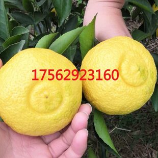 新品种嫁接柚子苗黄金贡柚树苗春香苗柑橘柚子桔柚苗当年结果苗