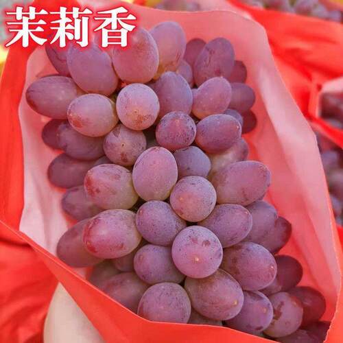 新品种茉莉香葡萄树苗正宗嫁接葡萄苗南方北方种植盆栽地栽