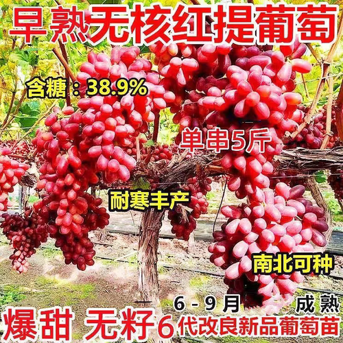 克伦生葡萄苗无籽无核红提树苗 红提克瑞森葡萄苗晚熟 南北方果苗