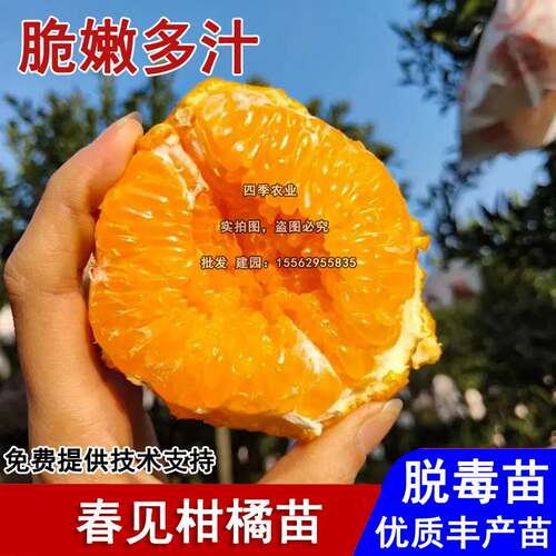 丑八怪丑橘树苗嫁接桔子不知火春见耙耙柑南北种植当年结果果树苗