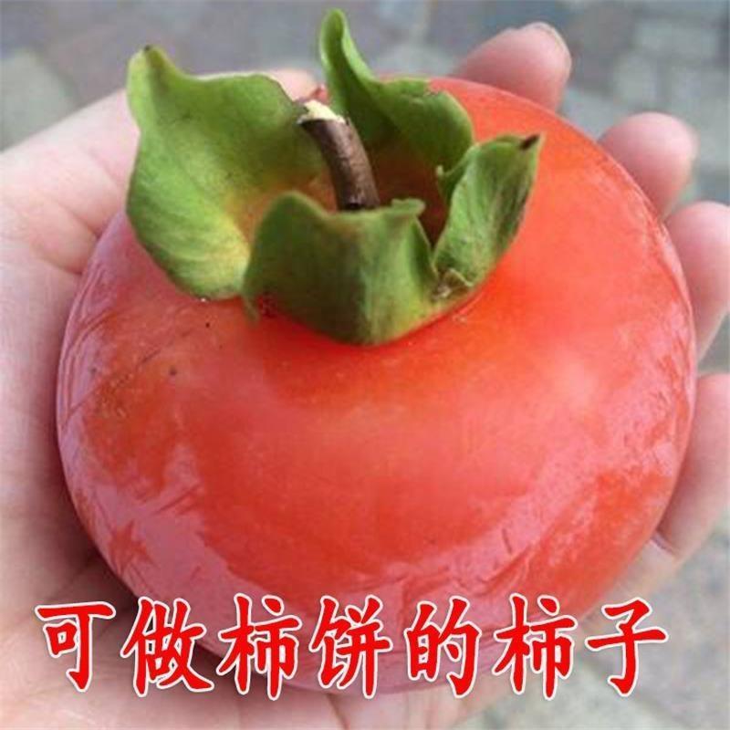 柿子树苗陕西富平尖柿子树嫁接苗