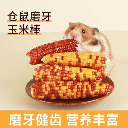 仓鼠零食玉米磨牙棒荷兰猪龙猫豚鼠兔子磨牙粮食金丝熊迷你小玉米