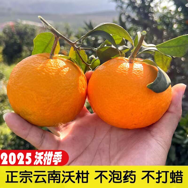 缤品褚沃柑云南玉溪哀牢山酸甜可口柑橘子高山现摘新鲜时令水果桔