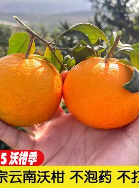 缤品褚云南玉溪柑橘哀牢山沃柑