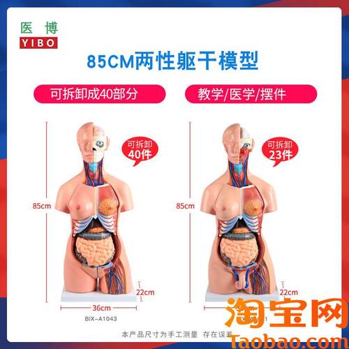85CMb两性躯干解刨模型可拆卸40件男女性躯干及内脏器官拆卸模型